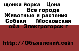 щенки йорка › Цена ­ 15 000 - Все города Животные и растения » Собаки   . Московская обл.,Электрогорск г.